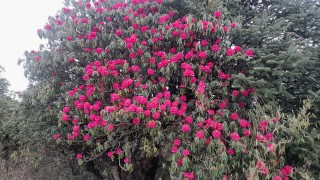 पर्वतको हम्पाल र कोखेडाँडामा पर्यटकको आकर्षण बढ्यो   