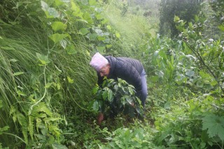 व्यावसायिक कफीखेतीमा रमाउँदै ‘देवीराम’   