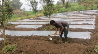 अकबरे खुर्सानी रोप्नमा व्यस्त भोजपुरका किसान