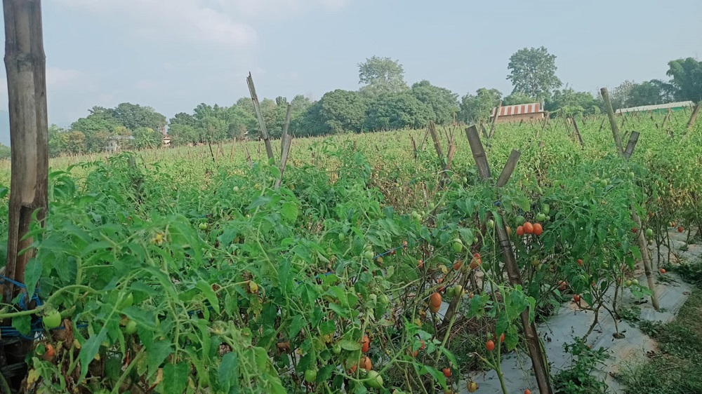 तरकारीखेतीबाटै मनग्य आम्दानी गर्दै किसान