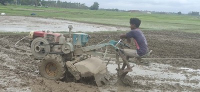 धान रोपाइँमा हराए गोरु र राँगा, बढ्यो ट्याक्टर र पावर टिलरको प्रयोग