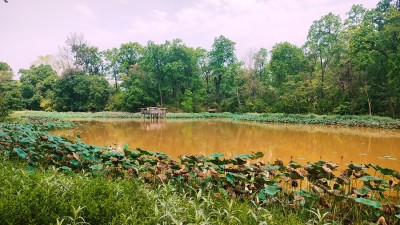 उपभोक्ताको आयआर्जनमा टेवा पुर्याउन पुरैनातालमा माछापालन   