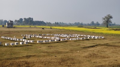 महबाटै करोडको कारोबार गर्नुहुन्छ विनोद हमाल   