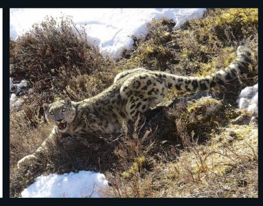 विश्व हिउँचितुवा दिवस : बासस्थान ह्रास र आहारा प्रजाति कमीको चुनौती   