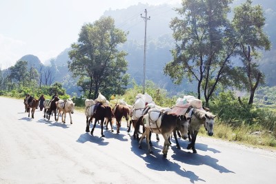 बर्खामा ढुवानी गर्न घोडा र खच्चडकै भर   