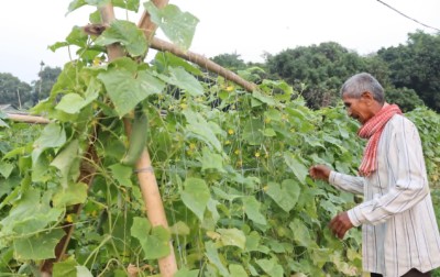तरकारीखेतीबाट बराहक्षेत्रका किसान आत्मनिर्भर   