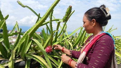 कौसीमा ड्रागन फल खेती गरेर वार्षिक आठ लाख आम्दानी   