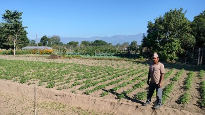 ‘टिपिएस’ विधिबाट आलुखेती   