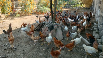 शुक्लाफाँटाका कुखुरा फार्ममा ‘फाउल पोक्स’को सङ्क्रमण    