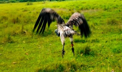 आठ दिनको उपचारपछि पुनर्जीवन पाएको सानो खैरो गिद्ध   