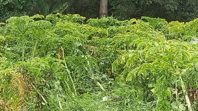 महोत्तरीमा ओल किसानको व्यस्तता बढ्यो   