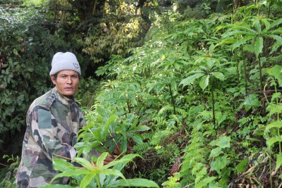 धवलागिरिको माकुसका किसान व्यावसायिक जडीबुटीखेतीमा आकर्षित   