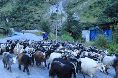 बजार झरे लेकाली भेडाच्याङ्ग्रा   