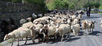 यस वर्ष सस्तियो भेडाच्याङग्राको मूल्य   