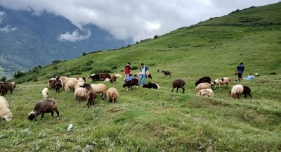 भाल्चेको भेडा फार्म : नश्ल सुधारदेखि पर्यटन प्रवर्द्धनसम्म