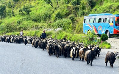 हिमाली च्याङ्ग्रा पहाड र तराईका मुख्य बजारमा   