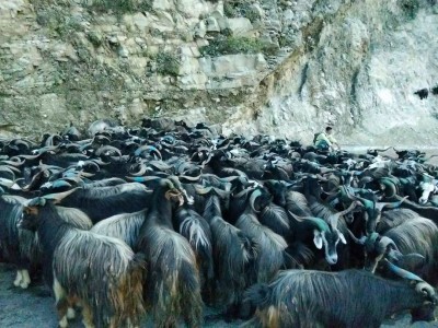 दसैँका लागि पोखरामा १४ हजार ८०० भेडाच्याङ्ग्रा, हाटबजार सञ्चालन