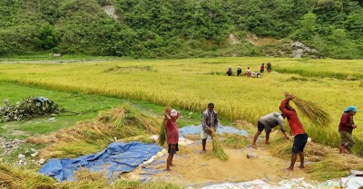 चैते धान थन्क्याउने चटारोमा किसान   
