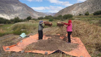मुस्ताङका किसान ‘फापर’ थन्क्याउन व्यस्त   