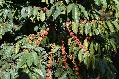 गुल्मीमा ३८ जातमा कफीको जातीय परीक्षण गरिँदै   