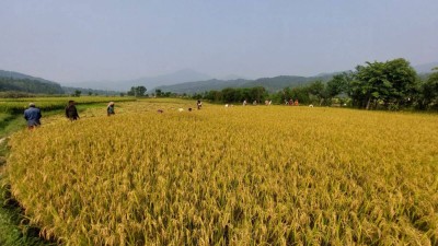 बेमौसमी वर्षाले गोरखाको धानबालीमा क्षति    
