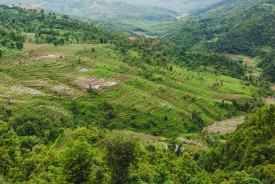 गोरखाको उहियामा बाँदरले छाडेको पाखामा फस्टाउँदै मार्सी धान