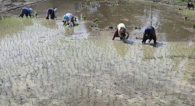 सुनसरीमा चैते धान रोपाइँ   