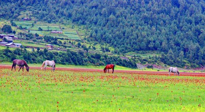 वनफूलले सिँगारिएको ढोरपाटन   