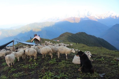 घुम्ती गोठको सुरक्षाका लागि कुकुर पाल्ने चलन   