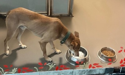 ‘सडकमा छाडिएको कुकुर अमेरिका पुग्यो’   