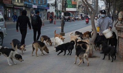 काठमाडौँ महानगरपालिकाले कुकुर र बिरालोको बन्ध्याकरण गर्ने        