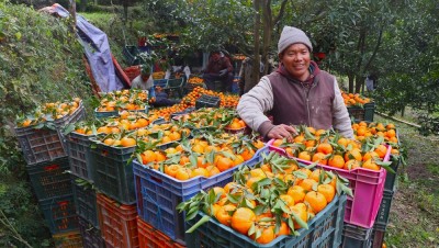 म्याग्दीको दोसल्लेबाट यसवर्ष दुई करोड मूल्य बराबरको सुन्तला बिक्री