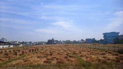 किसानलाई गहुँबाली भित्र्याउने चटारो    