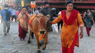 आज विभिन्न धार्मिक विधिहरु गरेर गाईजात्रा पर्व मनाइँदै