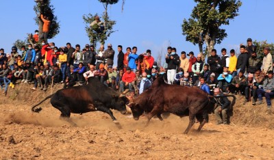 धादिङमा जुधाइयो एक सय हल गोरु   
