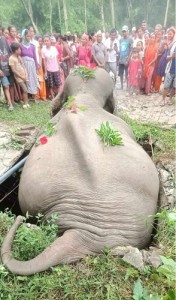 सेफ्टी ट्याङ्कीमा परेर जङ्गली हात्तीको मृत्यु