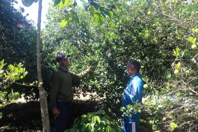 बहुवर्षीय खेती प्रणालीतर्फ आकर्षित हुँदै पौवादुङका किसान   