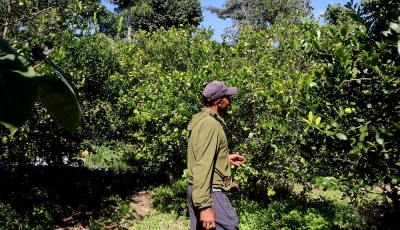 कागती बिक्री गरेर तीन लाख आम्दानी   