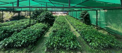 गुल्मीमा कफीको बिरुवाको माग बढ्दो   