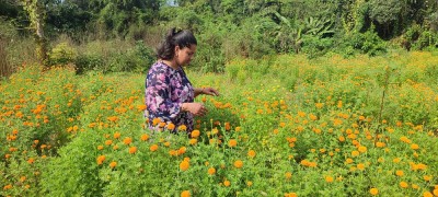 फूलको अग्रिम माग हुन थालेपछि व्यवसायी उत्साहित   