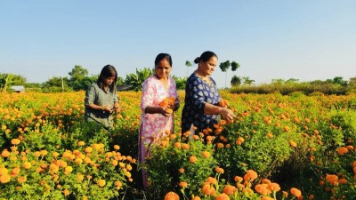 सामूहिक फूलखेतीबाट आम्दानी गर्दै शिवसताक्षीका महिला  