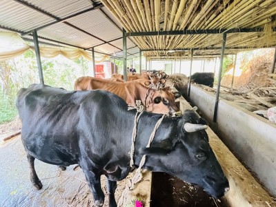 गुल्मीको सत्यवतीमा पहिलो बेत ब्याउने गाईलार्ई १० हजार अनुदान   