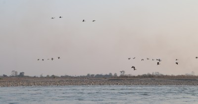 नारायणी नदी आसपासका क्षेत्रमा ४२ प्रजातिका चरा भेटिए 