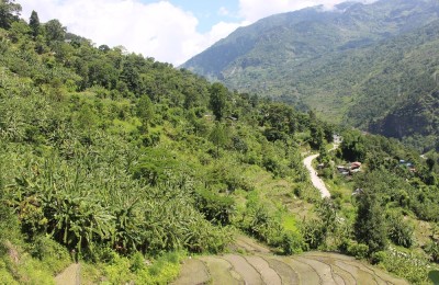 पाखाबारीमा लोभलाग्दो केराखेतीः १५ लाखसम्म आम्दानी   