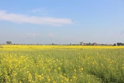 नवलपुरमा किसानको तोरी खेतीप्रति आकर्षित बढ्दो