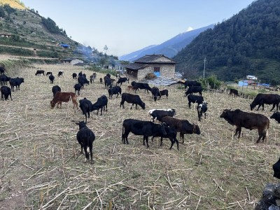 गोठाला बेँसी झरेपछि भल्कोटमा बढ्यो चहलपहल