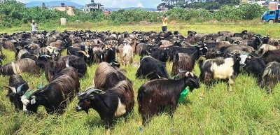 भक्तपुरमा दर्शैँका लागि च्याङ्ग्रा ल्याइयो   