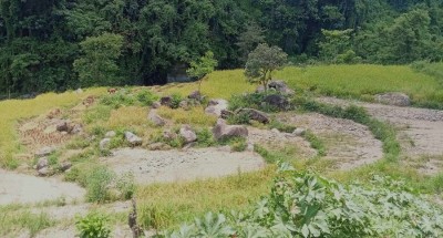 बाढी खेतमा पस्दा बर्खे धानबालीमा क्षति   