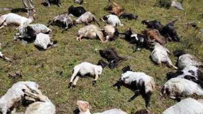 पाटनमा चट्याङबाट ५० भेडाबाख्रा मरे   