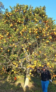 गोलन्जोरका जुनार-सुन्तला बगैँचामा पैसाको बिटो !   